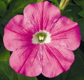 петуния ампельная гибридная            Petunia х hibrida